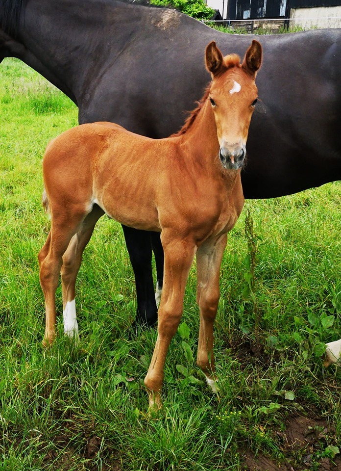 Warmblood Foals